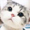 tOnMiikeEWWw